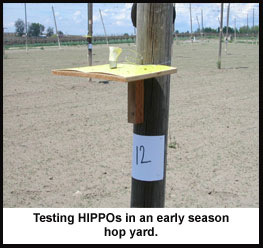 HIPPOS in Early Hop Yard